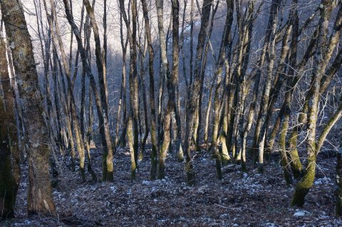 Tree trunks illuminated by low sun